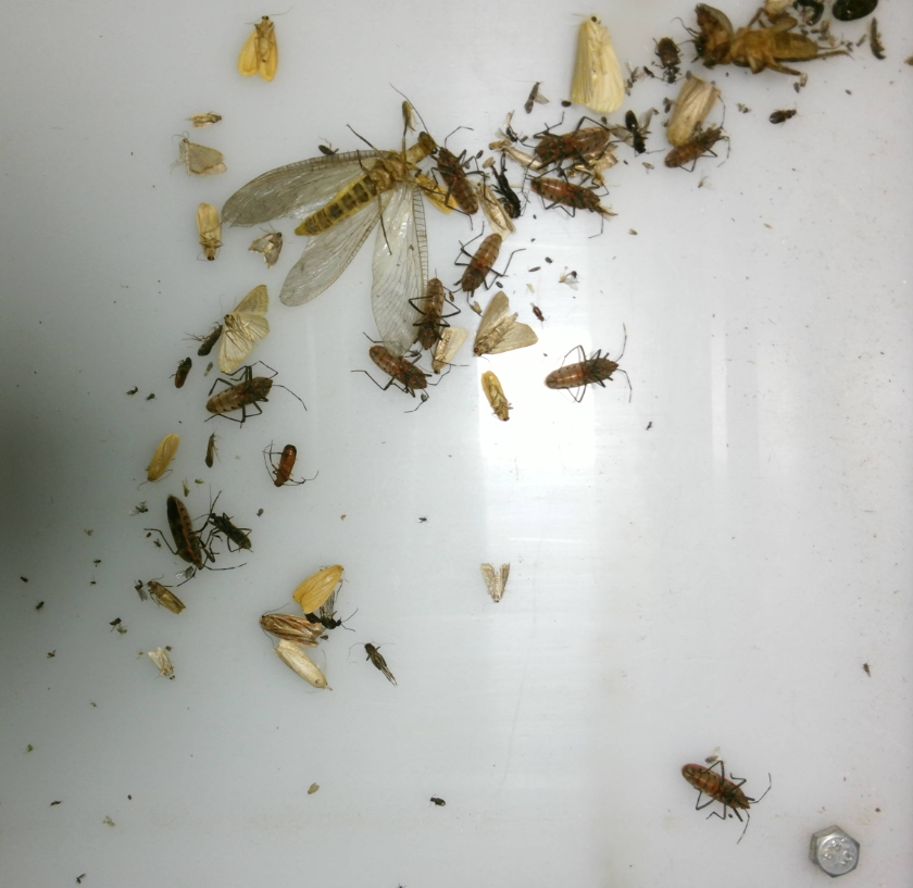 農田林業四情在線監測預警系統